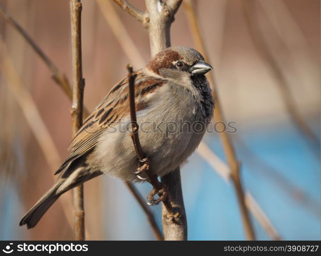 Sparrow on branch