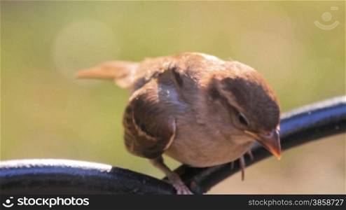 Sparrow on Metal Fence