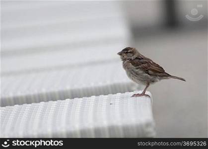 Sparrow on seat