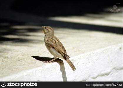 Sparrow singing on a walking of a white staircase.