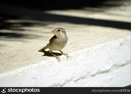 Sparrow singing on a walking of a white staircase.