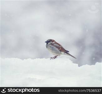Sparrow sits on snow in the winter