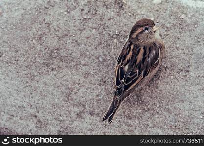 Sparrow sitting on street from above