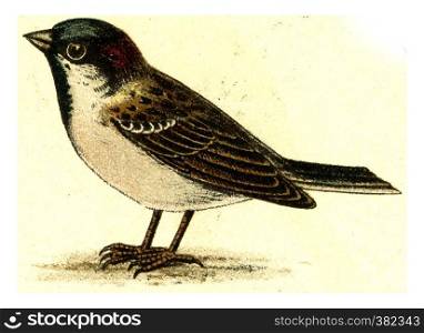 Sparrow, vintage engraved illustration. From Deutch Birds of Europe Atlas.