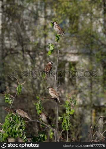 sparrows on a branch