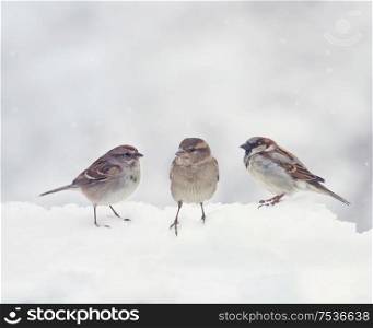 Sparrows sit on snow in the winter