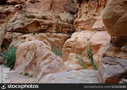 Sparse vegetation in Siq canyon in ancient city of Petra in Jordan