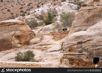Sparse vegetation in the mountains of Petra in Jordan