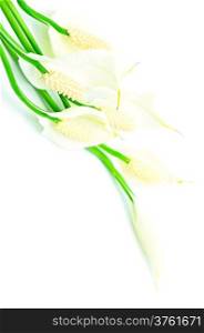 Spathiphyllum flower isolated on a white background