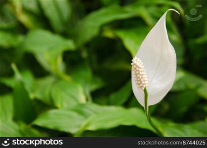 Spathiphyllum, Peace lily. White flower of a Peace Lily, from the genus Spathiphyllum in front of green background