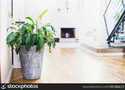 Spathiphyllum plant in container at room background. Green Indoor house plant in pot. Home interior