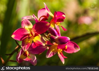 Spathoglottis Plicata orchids in the garden close up