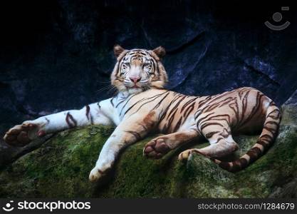 special color tiger lying with relaxing on rock clift and looking watching eyes to eyes use for pround and king of animals in wild