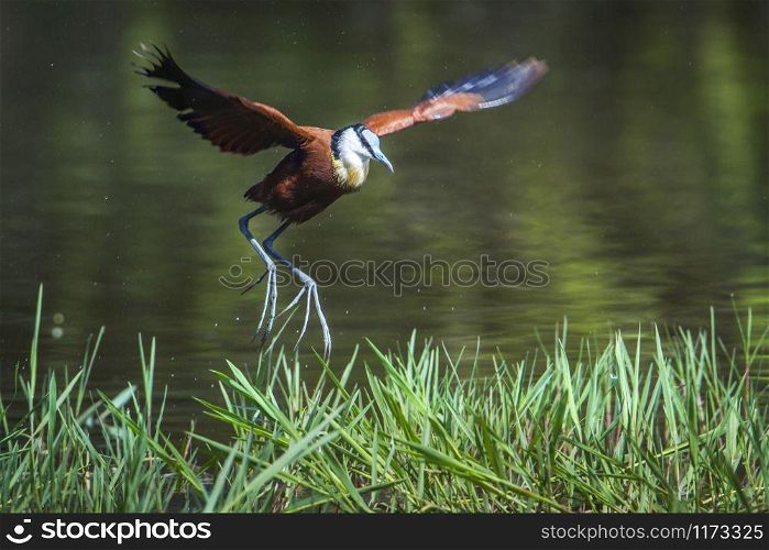 Specie Actophilornis africanus family of Jacanidae. African jacana in Kruger National park, South Africa