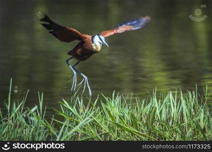 Specie Actophilornis africanus family of Jacanidae. African jacana in Kruger National park, South Africa