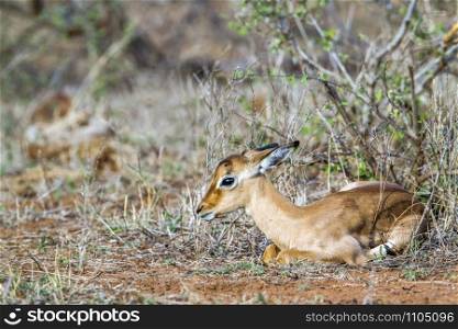 Specie Aepyceros melampus family of bovidae. Impala