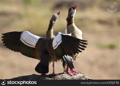 Specie Alopochen aegyptiaca family of anatidae. Egyptian Goose in Kruger National park, South Africa