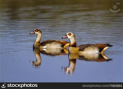 Specie Alopochen aegyptiaca family of Anatidae. Egyptian Goose in Kruger National park, South Africa