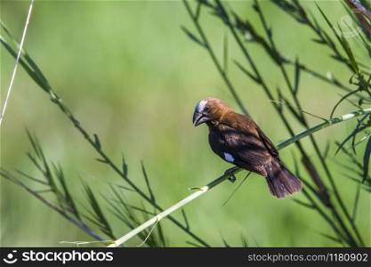 Specie Amblyospiza albifrons family of Ploceidae. Grosbeak Weaver in Kruger National park, South Africa