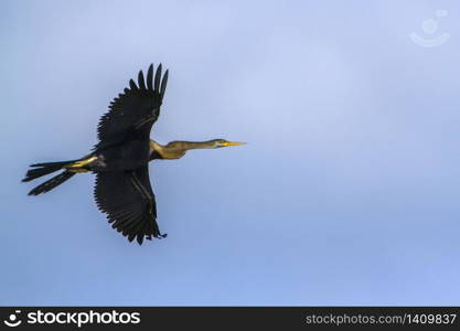 specie Anhinga melanogaster family of Anhingidae . Anhinga roux