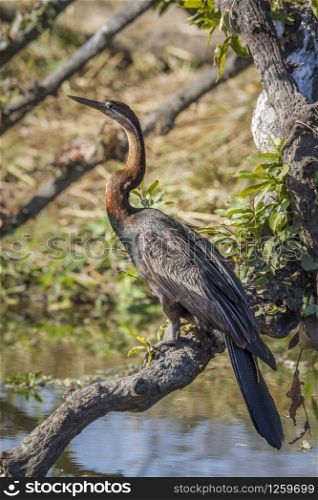 Specie Anhinga rufa family of Anhingidae. African Darter in Kruger National park, South Africa
