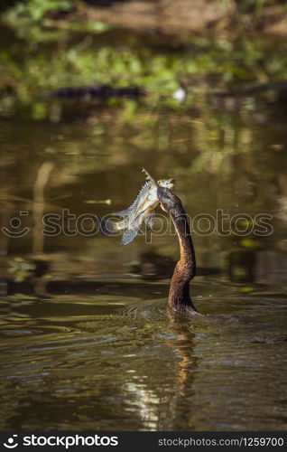 Specie Anhinga rufa family of Anhingidae. African Darter in Kruger National park, South Africa