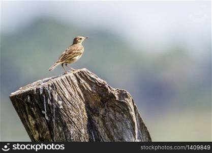 specie Anthus rufulus family of Motacillidae . Pipit rousset