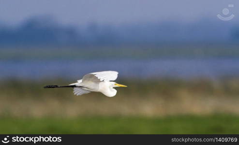 specie Ardea alba family of ardeidae. Grande Aigrette