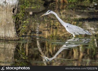 Specie Ardea cinerea family of ardeidae. Grey Heron in Kruger National park, South Africa