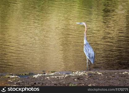 Specie Ardea goliath family of ardeidae. Goliath heron in Kruger National park, South Africa