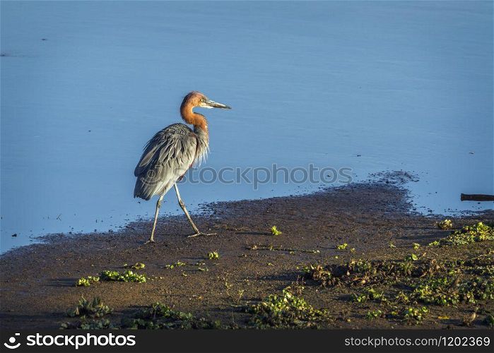 Specie Ardea goliath family of Ardeidae. Goliath heron in Kruger National park, South Africa