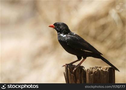 Specie Bubalornis niger family of Ploceidae. Red-billed Buffalo-Weaver in Kruger National park, South Africa