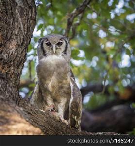 Specie Bubo lacteus family of Strigidae. Verreaux&rsquo;s Eagle-Owl in Kruger National park, South Africa