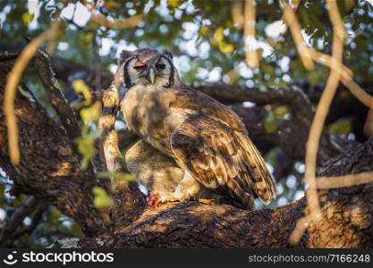 Specie Bubo lacteus family of Strigidae. Verreaux&rsquo;s Eagle-Owl in Kruger National park, South Africa