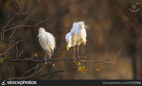 Specie Bubulcus ibis family of ardeidae. Cattle egret in Kruger National park, South Africa