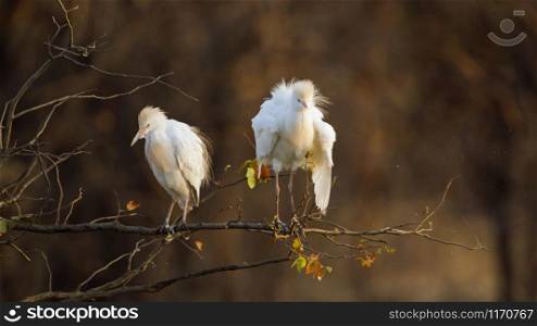 Specie Bubulcus ibis family of ardeidae. Cattle egret in Kruger National park, South Africa