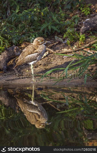 Specie Burhinus vermiculatus family of Burhinidae . Water thick-knee in Kruger National park, South Africa