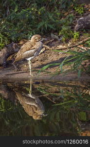 Specie Burhinus vermiculatus family of Burhinidae . Water thick-knee in Kruger National park, South Africa