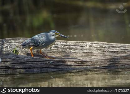Specie Butorides striata family of ardeidae. Green-backed heron in Kruger National park, South Africa