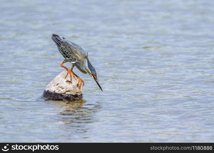 Specie Butorides striata family of Ardeidae. Green-backed heron in Kruger National park, South Africa