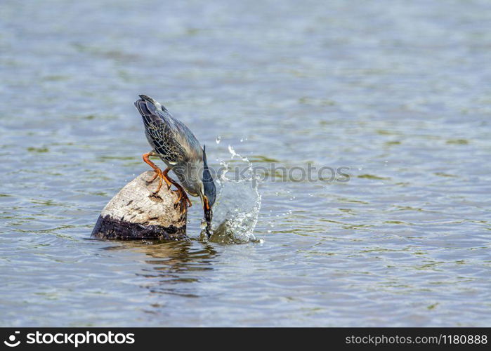 Specie Butorides striata family of Ardeidae. Green-backed heron in Kruger National park, South Africa