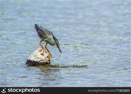 Specie Butorides striata family of Ardeidae. Green-backed heron in Kruger National park, South Africa