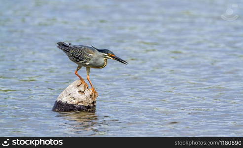 Specie Butorides striata family of Ardeidae. Green-backed heron in Kruger National park, South Africa