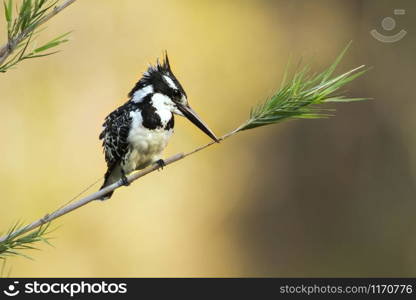 Specie Ceryle rudis family of Alcedinidae. Pied kingfisher in Kruger National park, South Africa