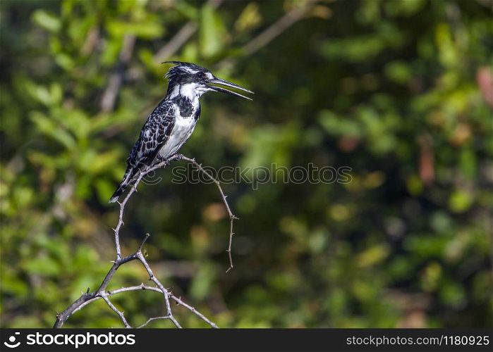 Specie Ceryle rudis family of Alcedinidae. Pied kingfisher in Kruger National park, South Africa