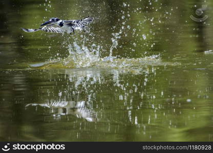 Specie Ceryle rudis family of Alcedinidae. Pied kingfisher in Kruger National park, South Africa