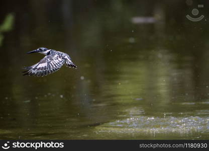 Specie Ceryle rudis family of Alcedinidae. Pied kingfisher in Kruger National park, South Africa