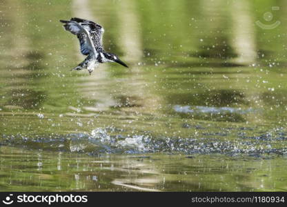 Specie Ceryle rudis family of Alcedinidae. Pied kingfisher in Kruger National park, South Africa