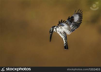 Specie Ceryle rudis family of Alcedinidae. Pied kingfisher in Kruger National park, South Africa