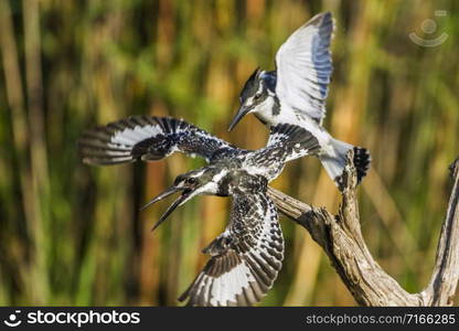 Specie Ceryle rudis family of Alcedinidae. Pied kingfisher in Kruger National park, South Africa